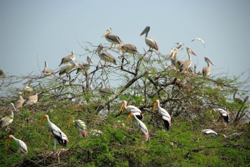 Uppalapadu Nature Conservation-2